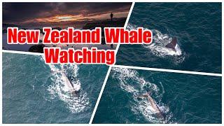 Kaikora : Whale Watching from the sky (The Largest of the Toothed Whale)