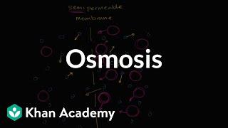 Osmosis | Membranes and transport | Biology | Khan Academy