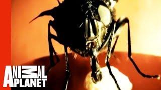 Botfly Invasion | Monsters Inside Me