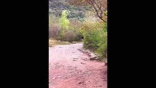 Leopard at Trail 5 Islamabad | Trail 5 Margalla Hills | Leopard