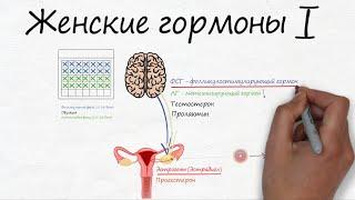 Женские гормоны (часть 1) -  RedCells.ru