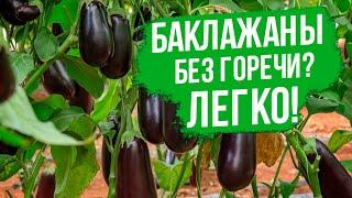 Почему баклажаны горчат? Как выбрать сорта баклажанов без горечи.