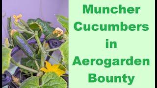 Grow Muncher Cucumbers in Aerogarden Bounty | Hydroponics