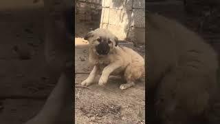 new funny baby dog video||germanbaby#Hania Doda