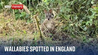 Wallabies spotted in Nottinghamshire as wildlife trust asks for public's help