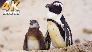 African Penguin, Delightful little creatures! South Africa Cape Town, Boulders Beach