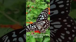 네델란드 큐켄호프, 꽃 축제의 원조!!