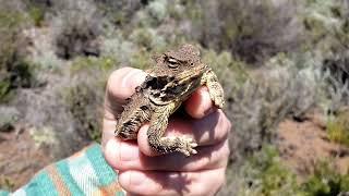 horned lizard encounter (phrynosoma blainvillii)