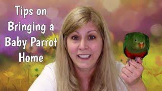 Tips on bringing home a Baby Parrot and name reveal for my Australian King Parrot