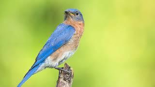 The sound of the Eastern bluebird - Bird Sounds | 10 Hours