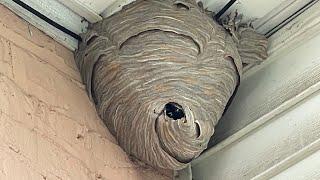 Duct tape vs Hornet nest (trapping them inside)