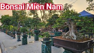 Ngắm những tác phẩm Bonsai Miền Nam tuyệt đẹp tại triển lãm ở TP. Hải Dương