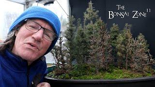 Winter Work on My Northern Bog Forest, Part 1, The Bonsai Zone, Dec 2024