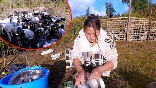 Mom & son enjoying shelter life with many sheep II Jonson's sheep growing@pastorallifeofnepal