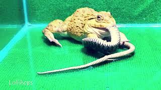 Oh my god!! Asian Bullfrog Tries To Eat Big Snake! Asian Bullfrog Live Feeding