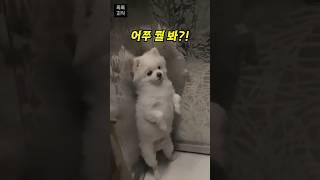 엘리베이터 처음 탄 강아지.. 의외의 행동