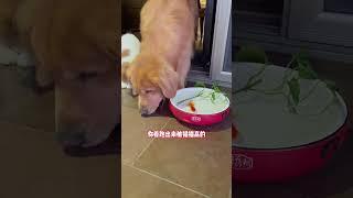 小金毛这么喜欢小金鱼吗？鱼跳出来还知道把它放回水里去#golden #puppy #funny #shorts