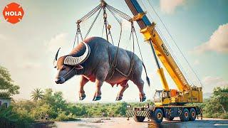 Incredible Animal Transport - Biggest Heavy Equipment Machines | AgricultureTechnology