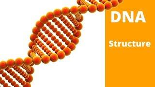 DNA Structure