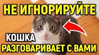 НИКОГДА НЕ ИГНОРИРУЙТЕ ЭТИ ЗНАКИ! 10 видов поведения, которые кошки демонстрируют при общении с вами