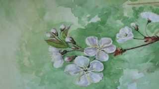 как нарисовать цветы вишни/How to paint cherry blossom