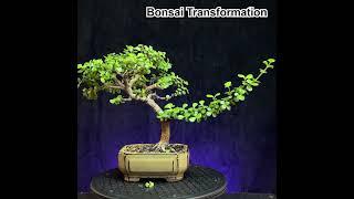 Bonsai transformation / portulacaria afra / dwarf jade #bonsai #indoorbonsai