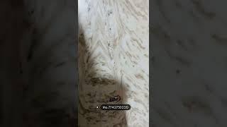 Makrana painther Marble | makrana marble | makrana marble flooring | marble price | tiles #shorts