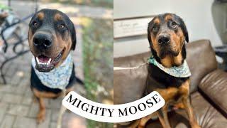 Mighty Moose on the outside, gentle lover-boy on the inside.