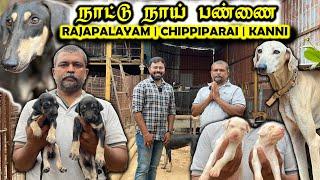 Native Breed Dogs ராஜபாளையம் | சிப்பிப்பாறை | கன்னி Dogs for sale