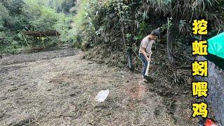 雨锅又买来15只小鸡，哲哲还抓蚂蚱喂它们，今天小鸡有口福了