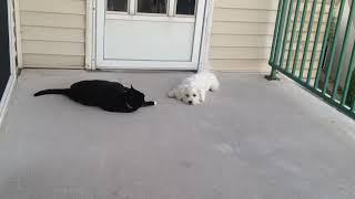 Happy the Bichon Frise decides he doesn't like cats 8/22/15