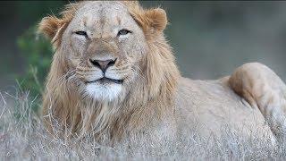 Chris Bray Photography - Safaris