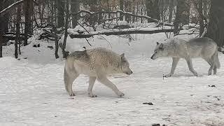 Majestic Wolves in Winter | Haliburton Wolf Centre Experience