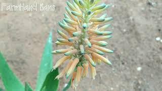 Aloe Vera  with Flower [ FarmHand Bans]