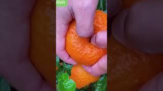 How mandarins actually grow!?