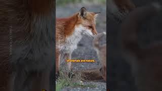 Fox Family Fun in Flower Fields 