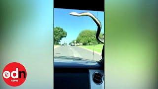 Huge snake on car windscreen is batted away with wipers