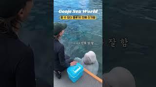 할 수 있다 벨루가 ㅋㅋㅋ 진짜 신기함