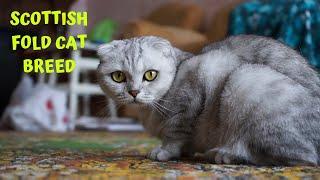 Scottish Fold Cat Breed - Main Characteristics