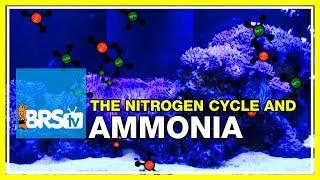 Week 13: Ammonia, Not as Simple as You Think: The Ideal Tank Cycle.| 52 Weeks of Reefing