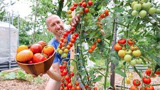 Unbelievable Backyard Garden Harvest, So Much Food in So Little Space 