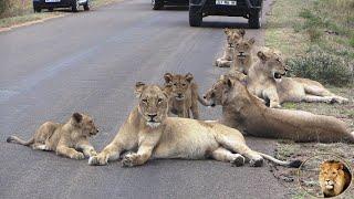 The Most Famous Lion Pride In Kruger National Park