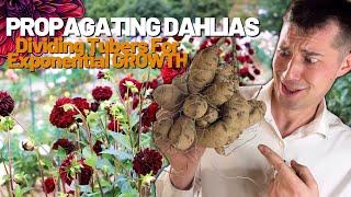 How to Propagate Dahlias by Tuber Division! Simple way to Grow HUNDREDS of Dahlia Flowers