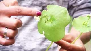 Miner's Lettuce