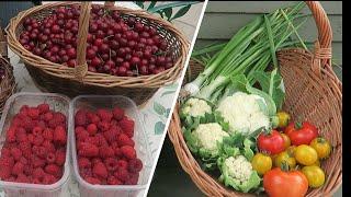 Harvesting The First Tomatoes, Cauliflower, And Broad Beans