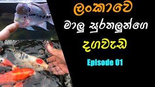 Sri Lanka Fish Petting Videos [Episode 01] ... FishFix SriLanka