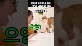 행동을 예측할 수 없는 귀여운 고양이들 모음