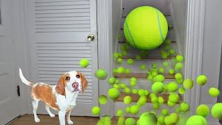 Puppy Gets Giant Tennis Ball Surprise: Cute Puppy Dog Indie Gets Epic Ball Pit w/Tennis Balls!