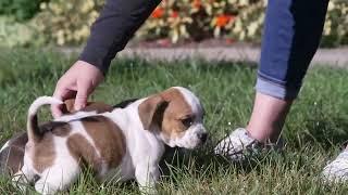 Jeff Yoder's Beabull Puppies