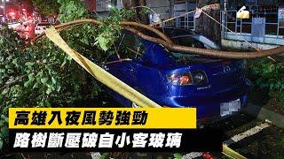 驚！高雄入夜後風勢強勁　轎車玻璃慘遭倒塌路樹壓毀｜NOWnews